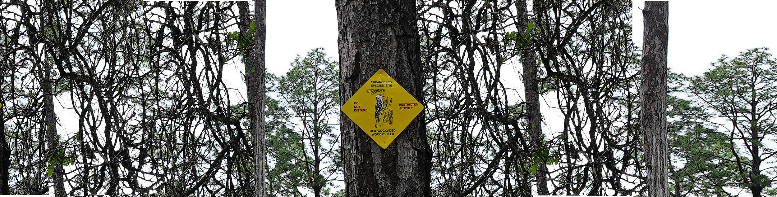 Red Cockaded Woodpecker sign