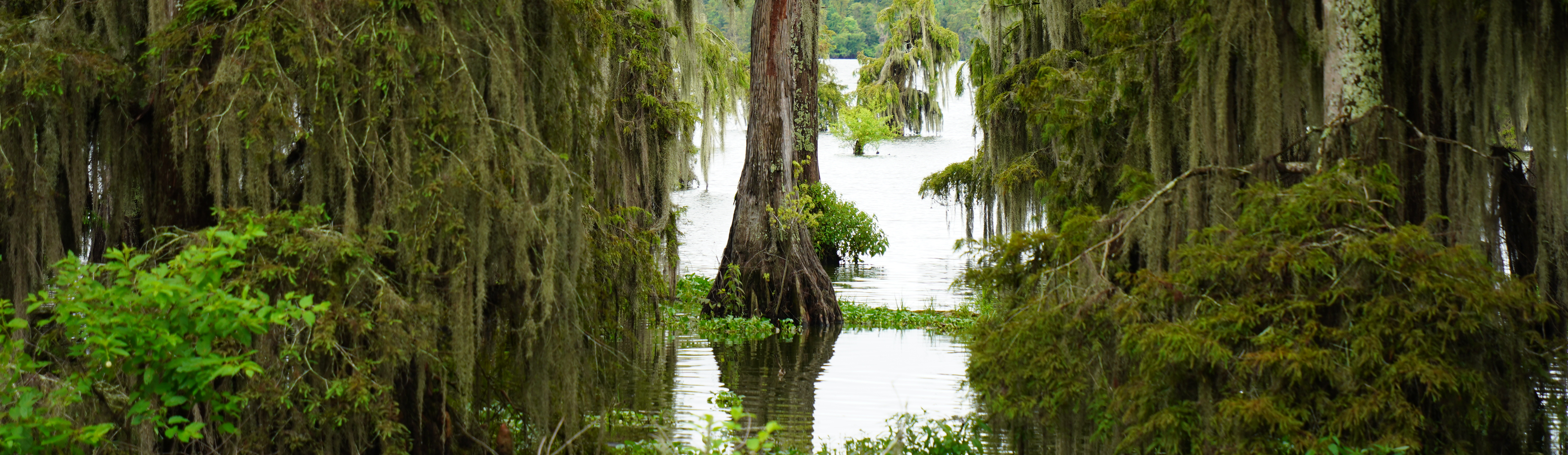 image of a cypress swamp
