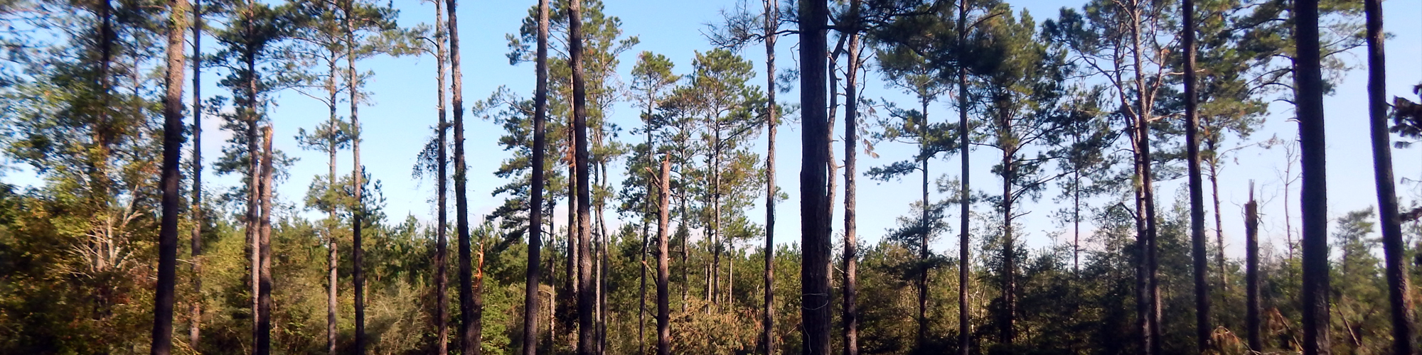 Timber stand at Clear Creek WMA