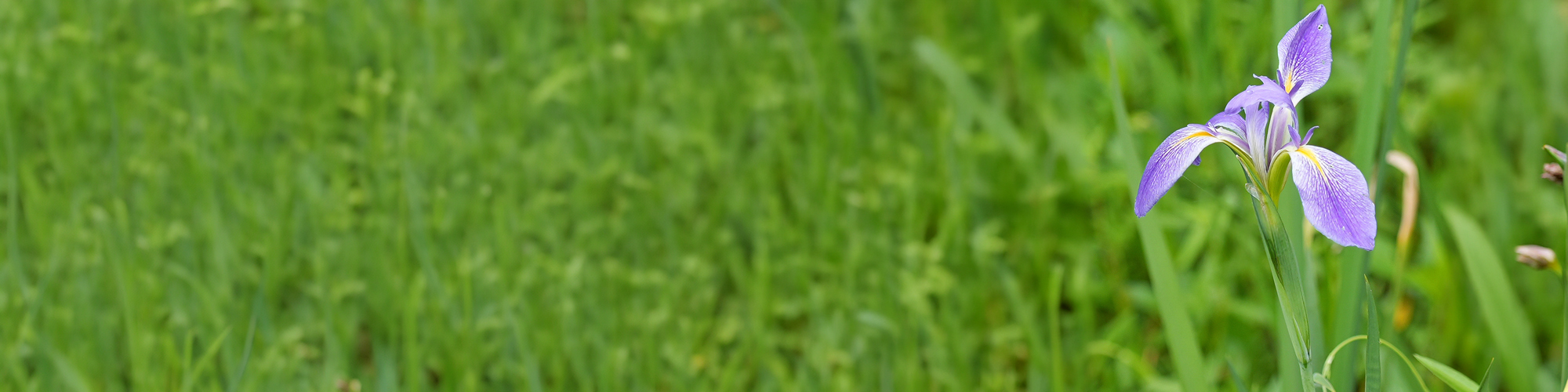 Image of purple flower in foreground of field of green at Joyce WMA