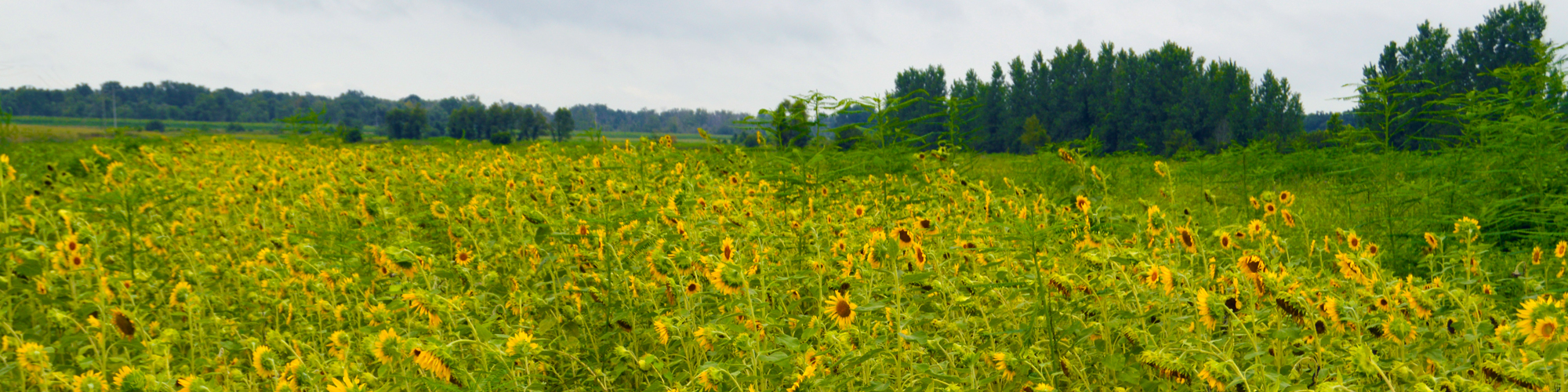 Image of field of flowers at Richard K Yancey WMA