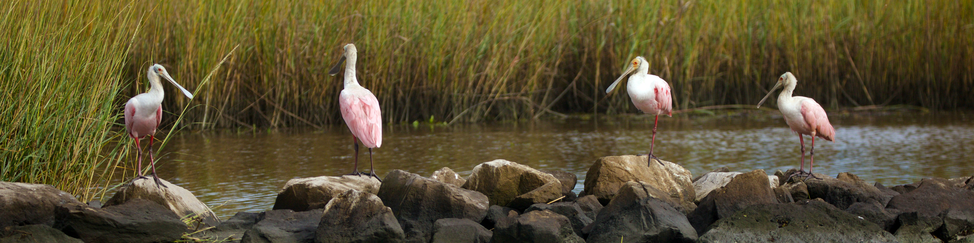 Roseate Spoonbills sunning on a row of rocks at Rockefeller Refuge