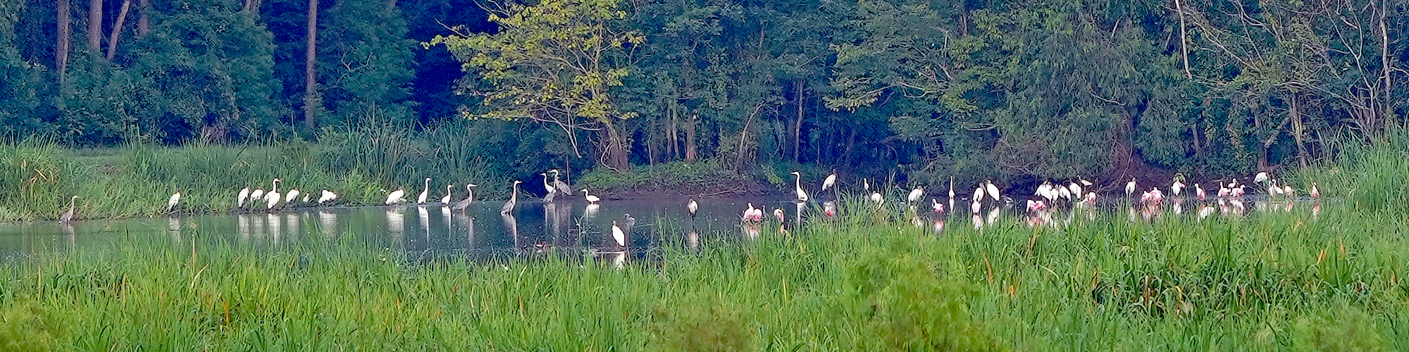 Image of field with Roseate Spoonbills and Woodstorks at Sherburne WMA