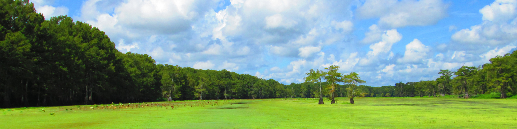 Waterbody with tree canopy in background at Spring Bayou
