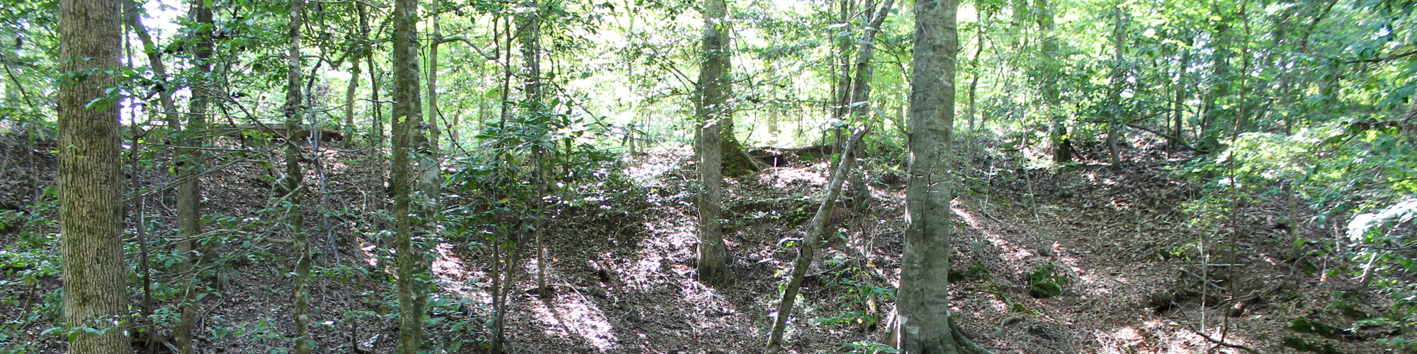 Image of tree covered hill at Tunica