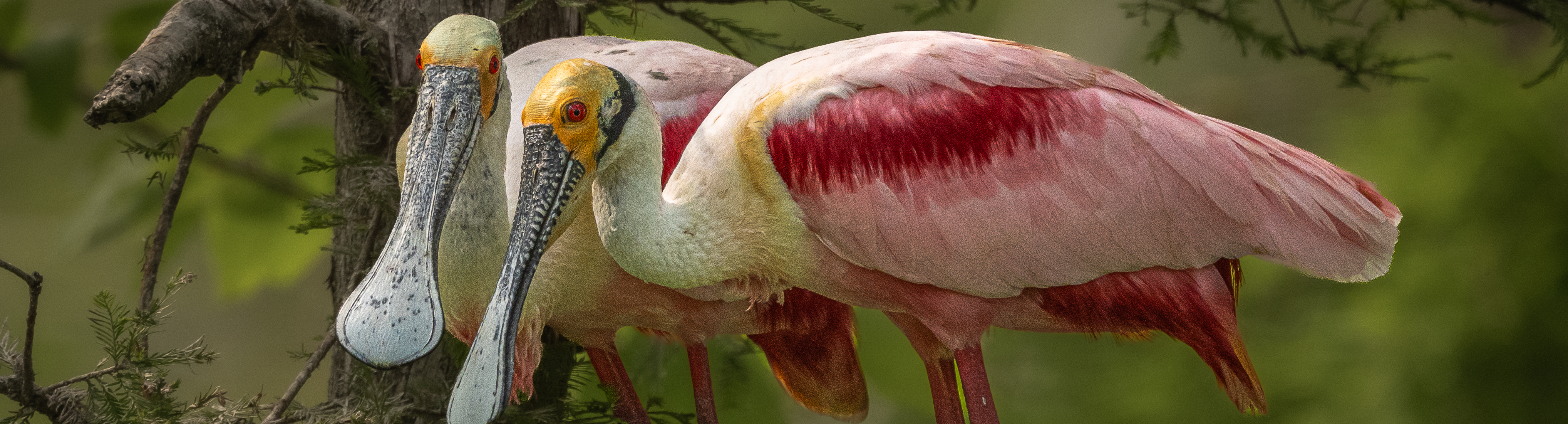 Image of a yellow warbler on a branch