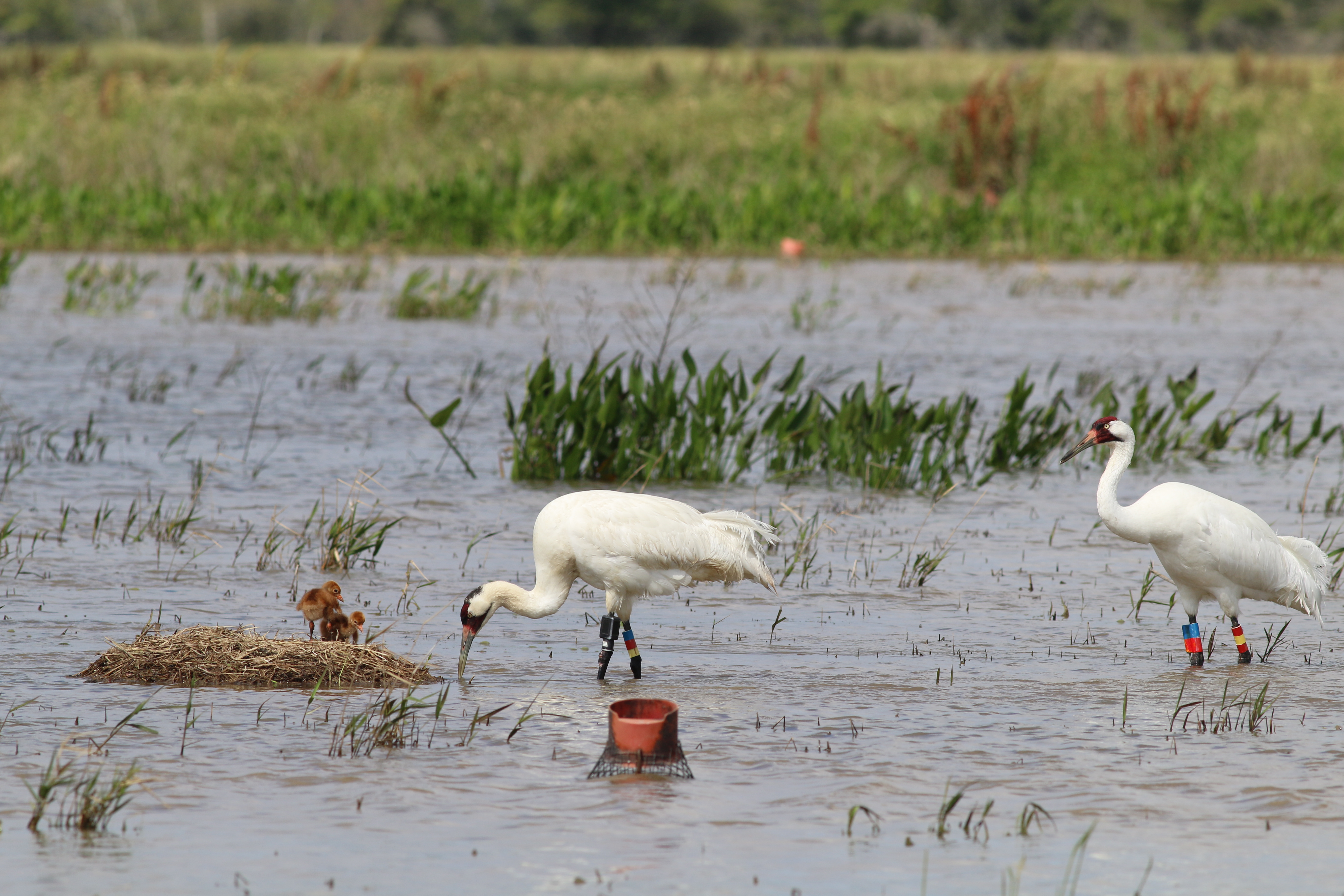 Whooping crane pair watching over chicks