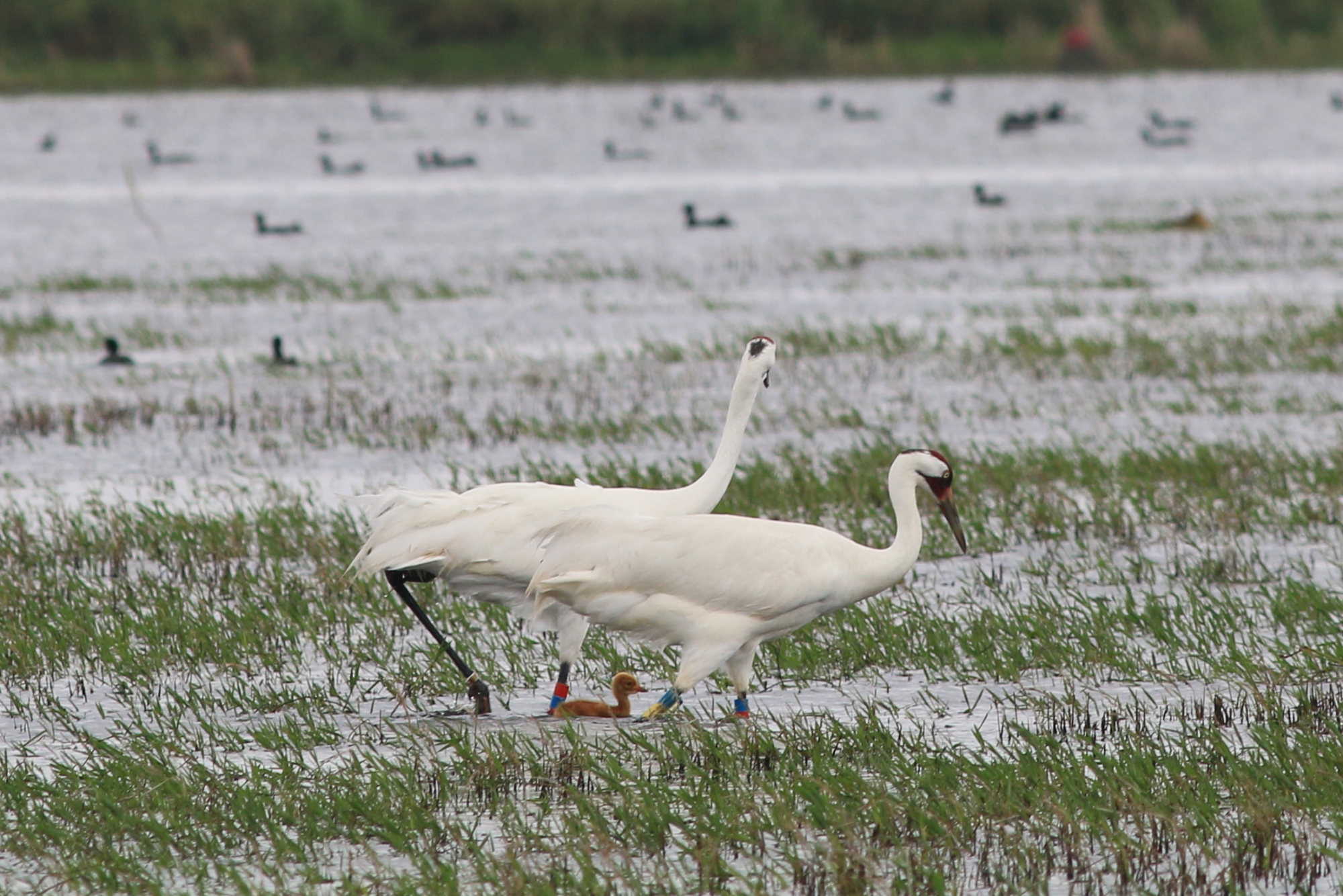 Louisiana’s Experimental Whooping Crane Population Continues to Make