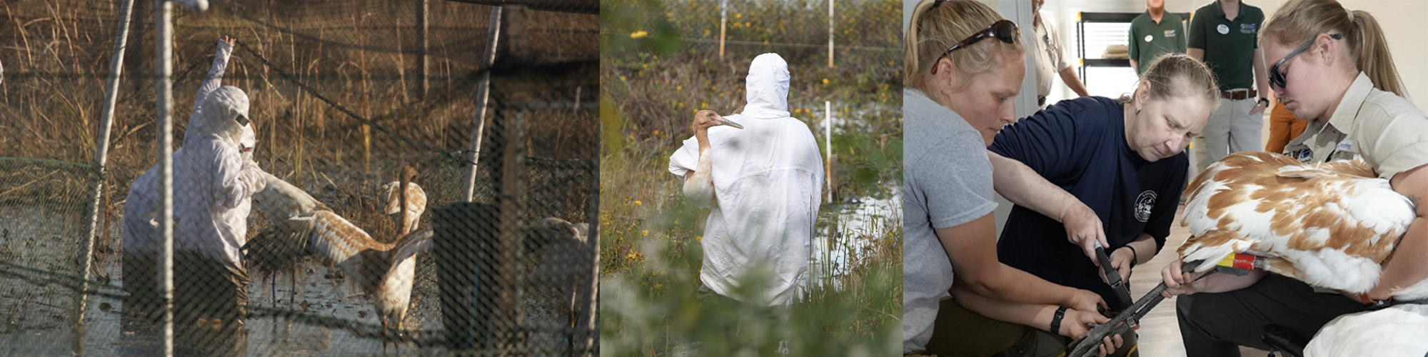 Whooping Crane activities by LDWF staff