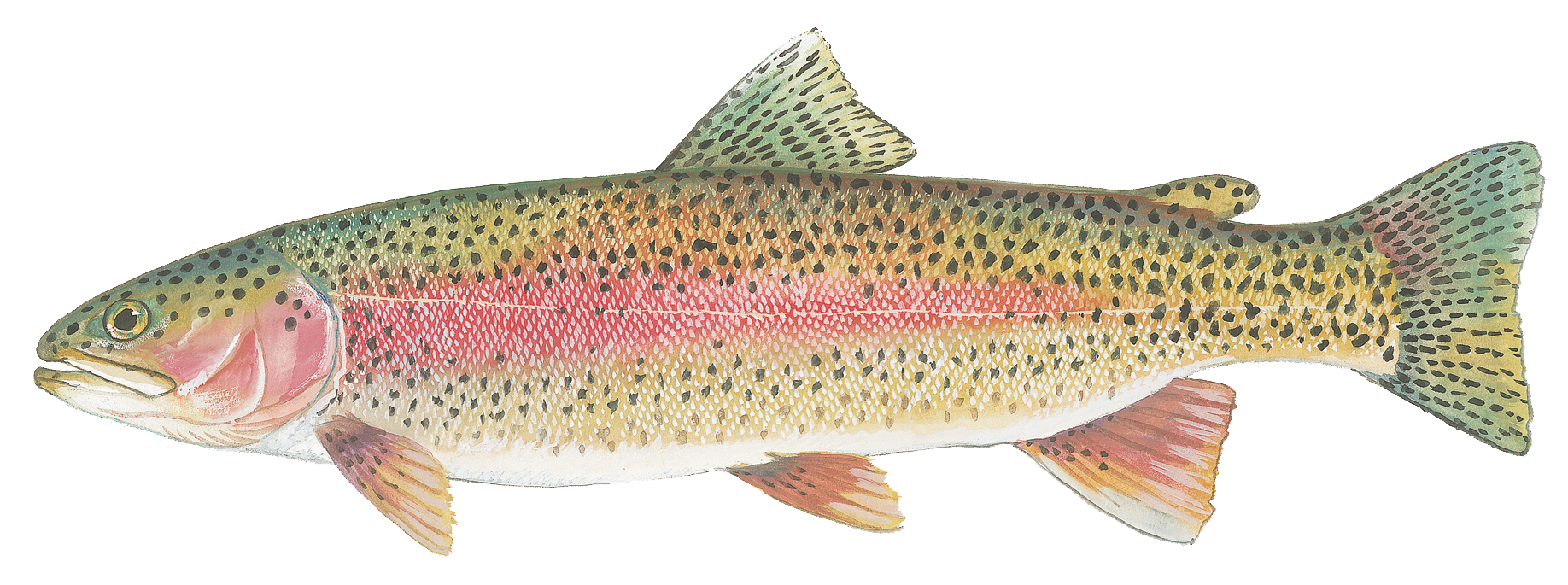 Rainbow trout