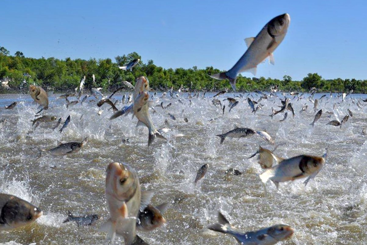 Carp jumping out of the water