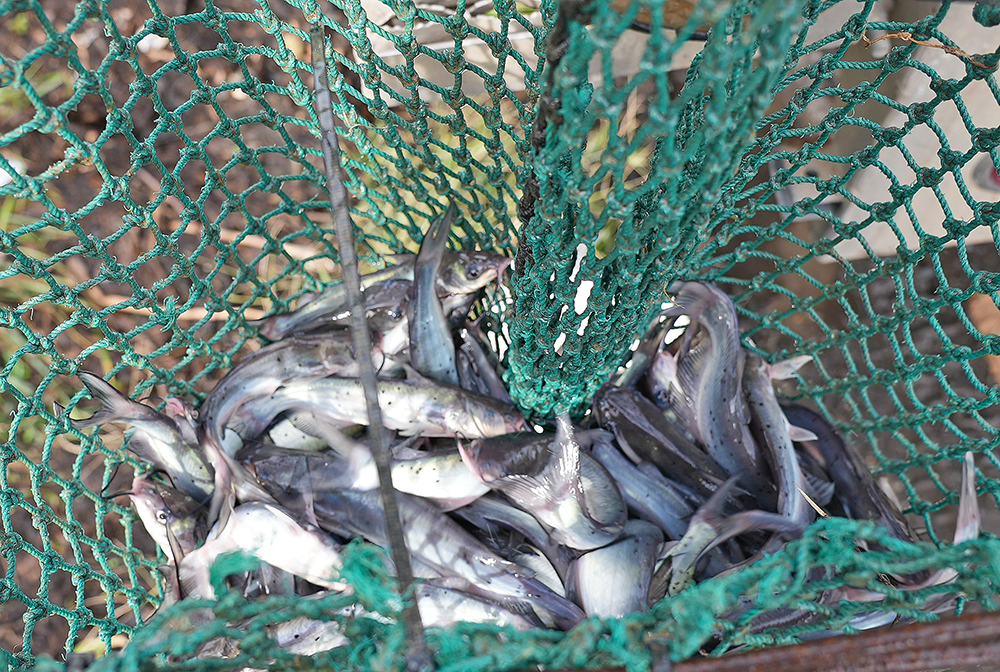 Catfish in a net