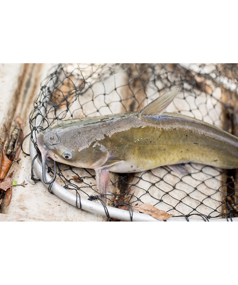 catfish in a net