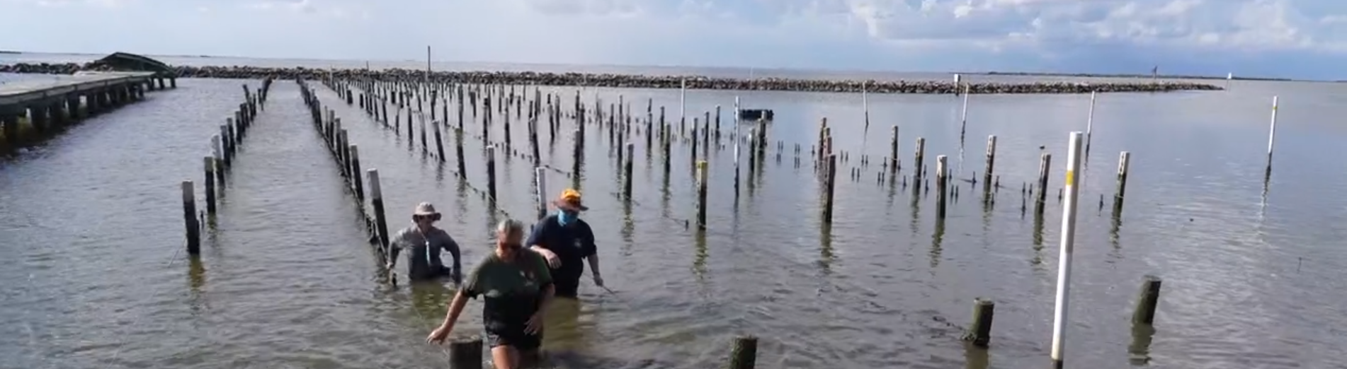 students visiting alternative oyster park