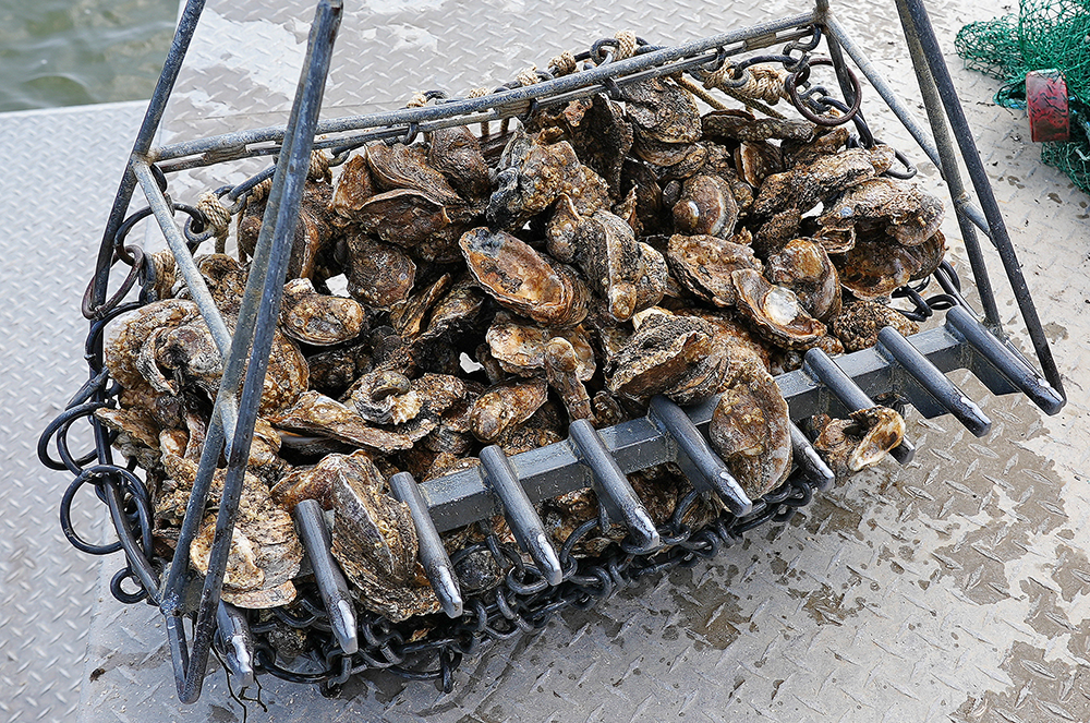 oysters laying in an oyster dredge