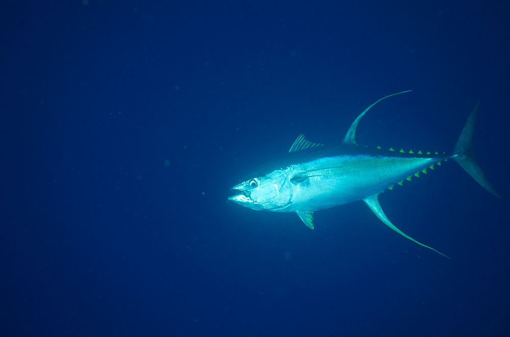 yellowfin tuna underwater