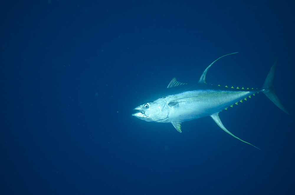 yellowfin tuna underwater