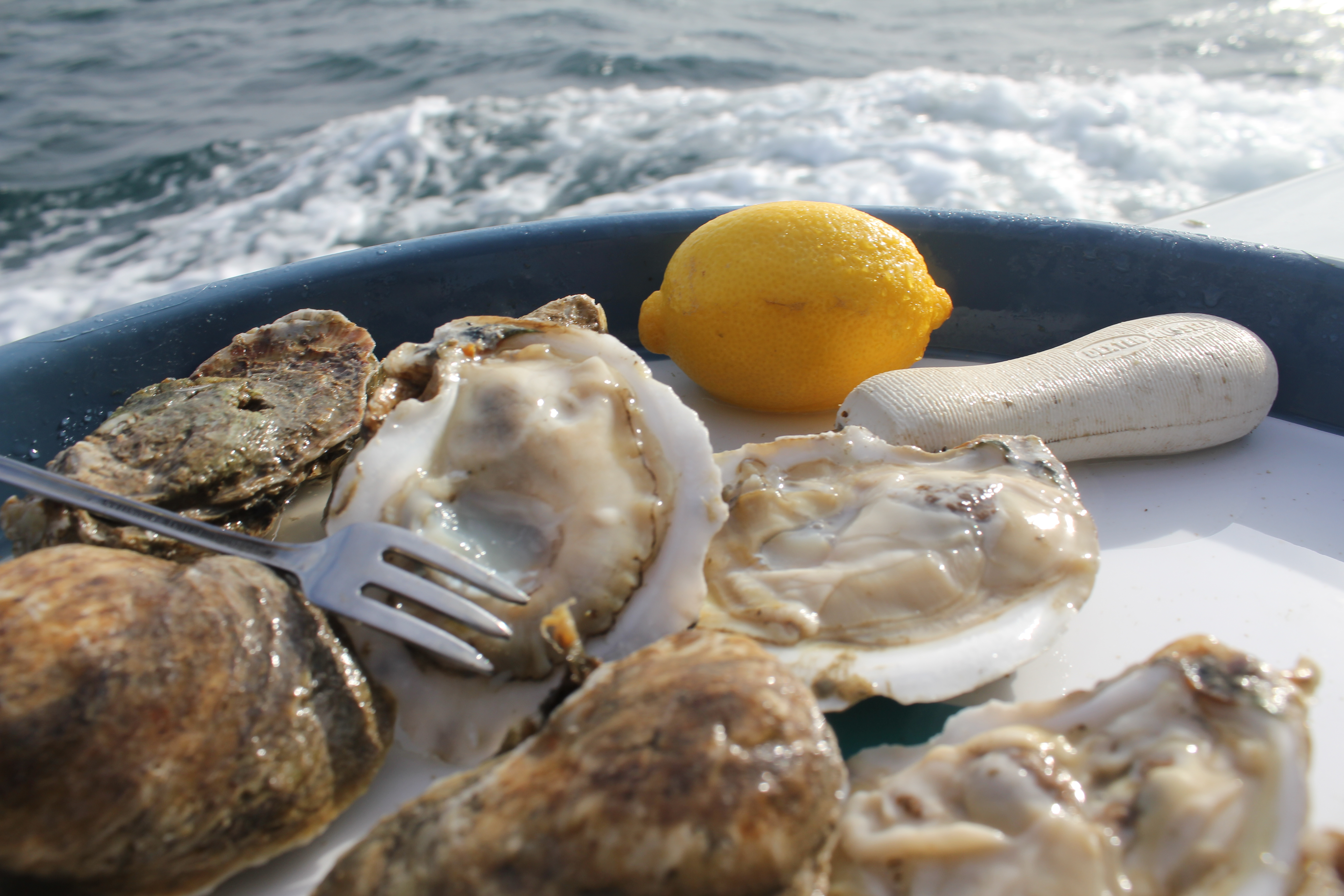 tray of fresh oysters on a boat