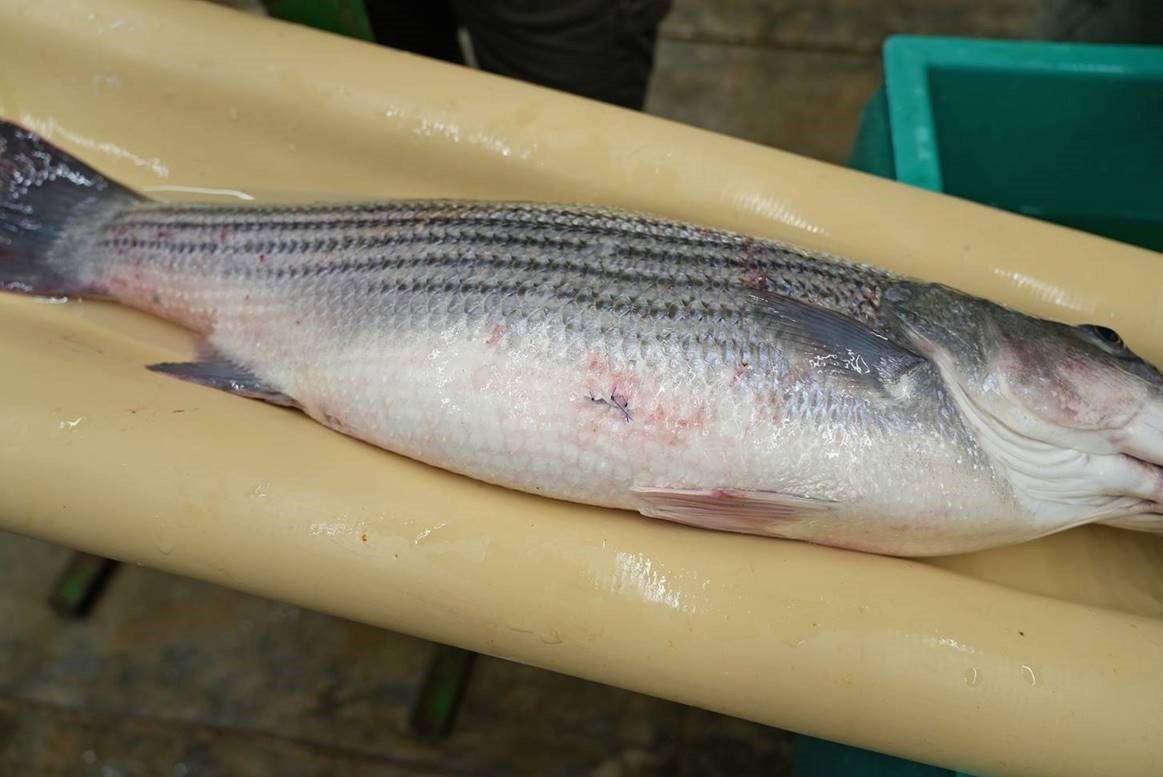 Striped Bass with 3 stitches