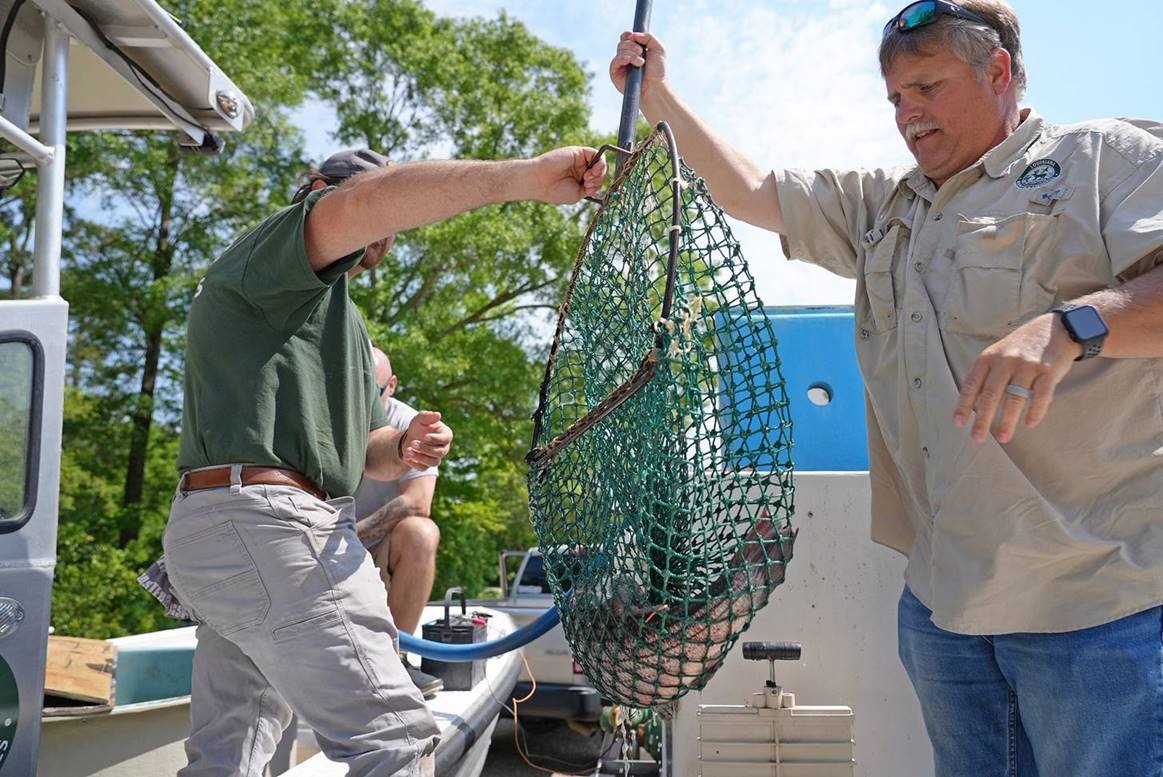Staff transfer tagged Striped Bass from a transportation tank to a holding tank 
