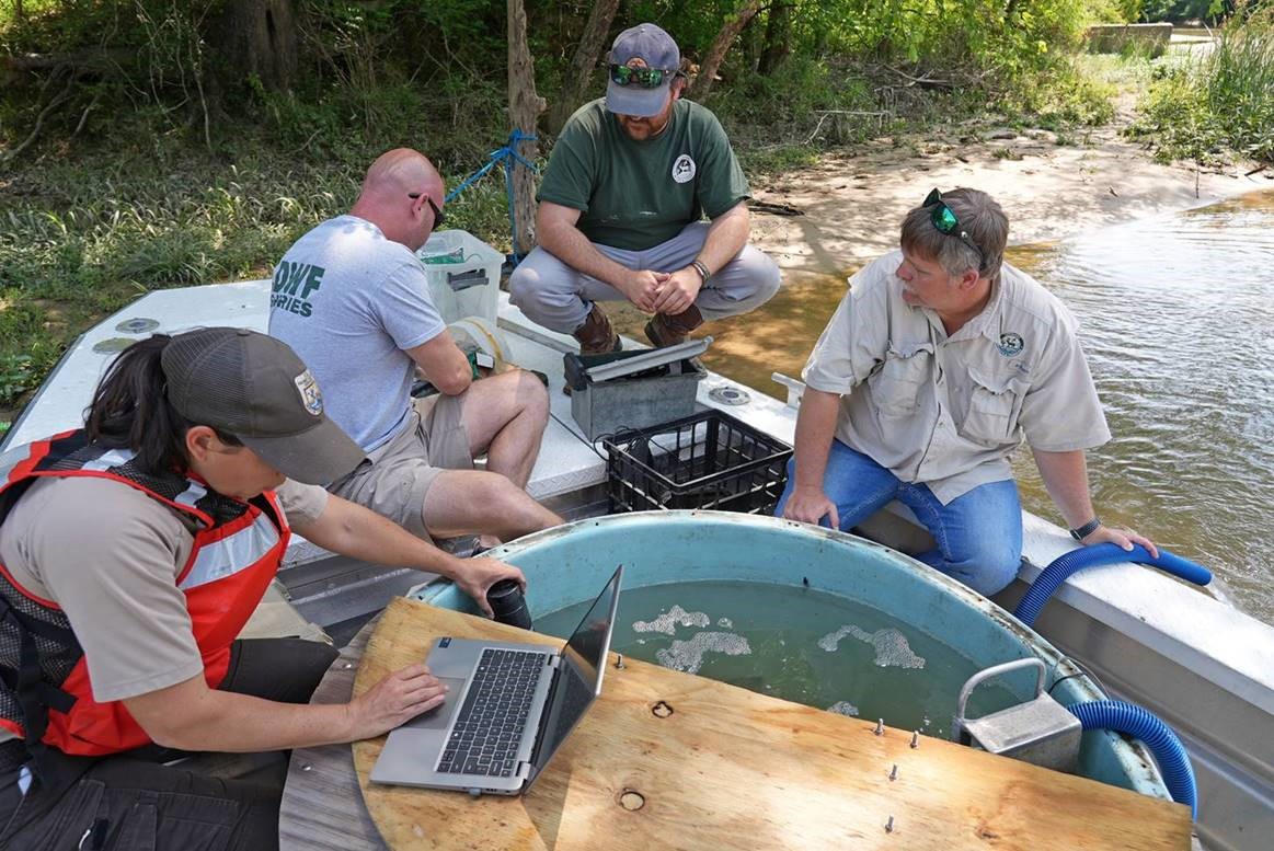 Staff replace the transport water with river water to help acclimate the fish 