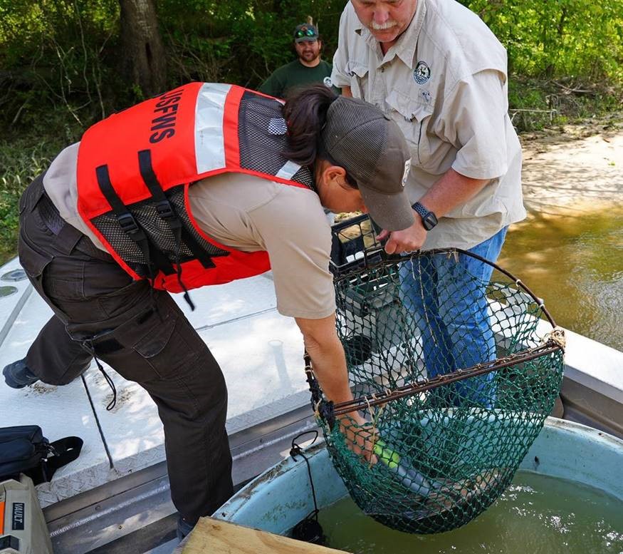 USFWS Kayla Kimmel checks the PIT tag as they prepare the fish for release