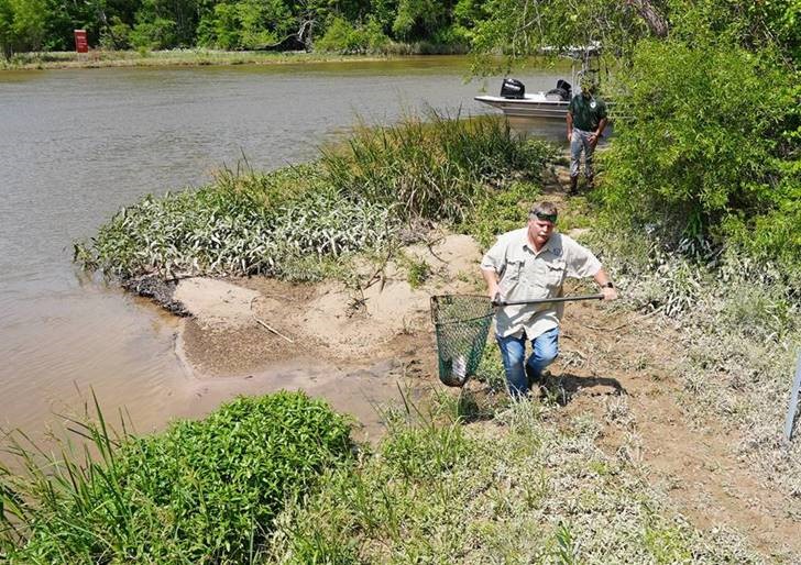 LDWF Mathew Duplessis carries a Striped Bass to release point