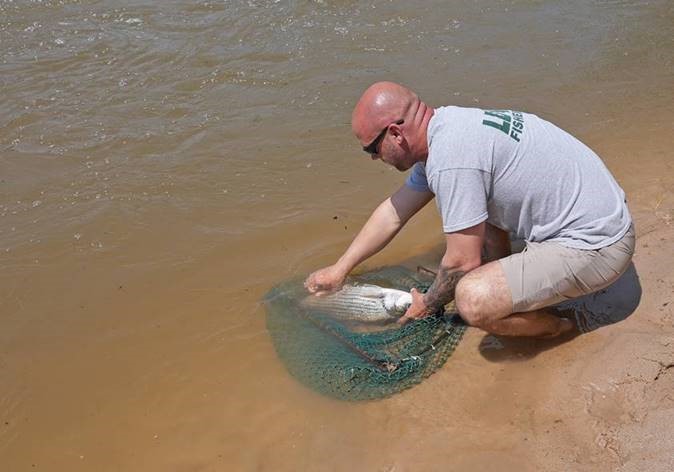 LDWF Jonathan Winslow releases striped bass