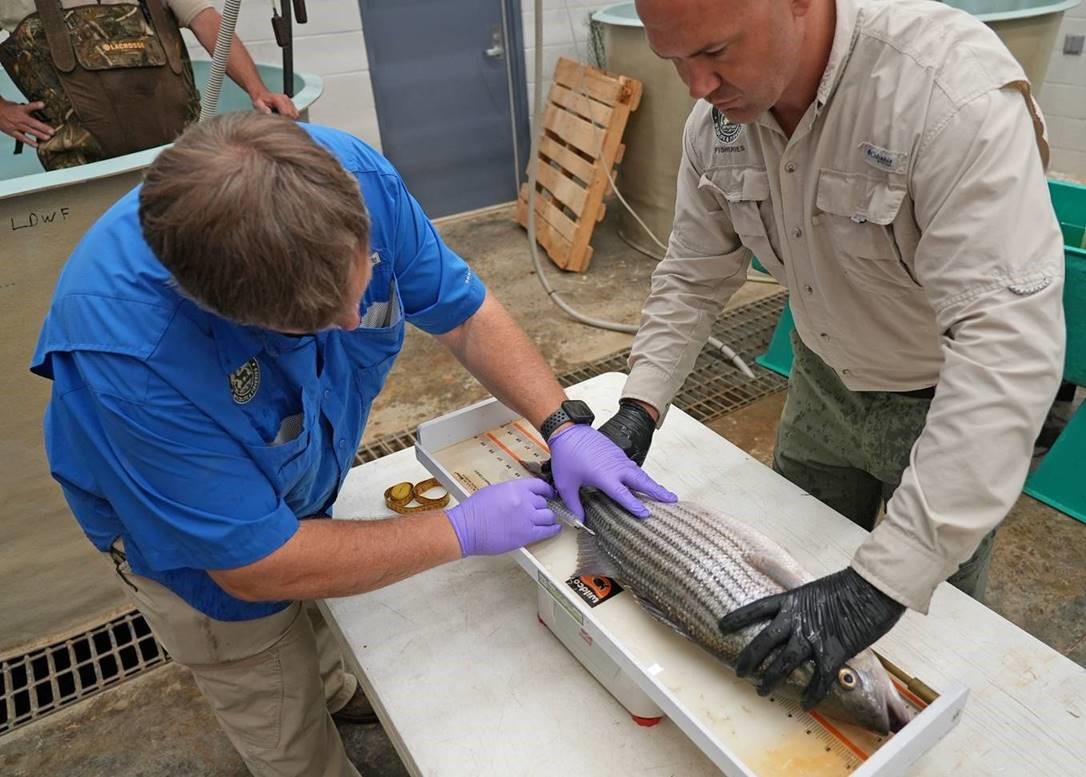 PIT tag being inserted into a striped bass