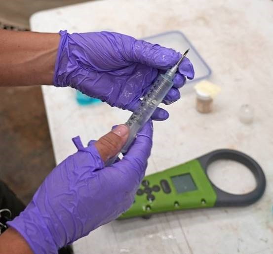 PIT Tag loaded into a syringe