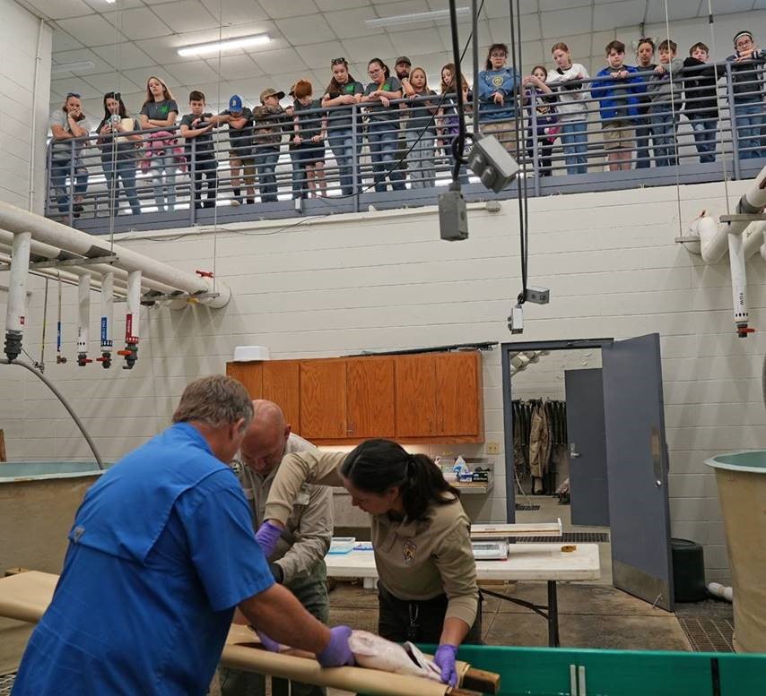 Students at Booker Fowler Hatchery Watching Surgery