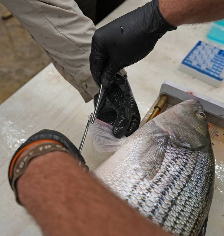 Staff taking a fin clip for genetic testing