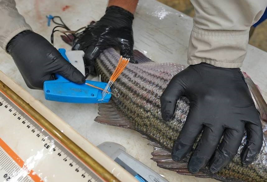 Floy tag being inserted into striped bass