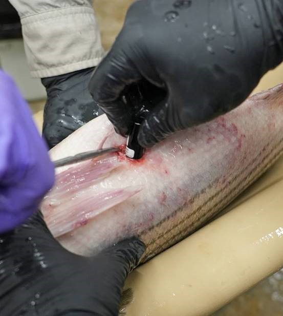Inserting an acoustic transmitter into a Striped Bass