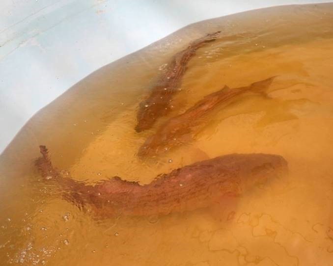 Striped Bass in holding tank