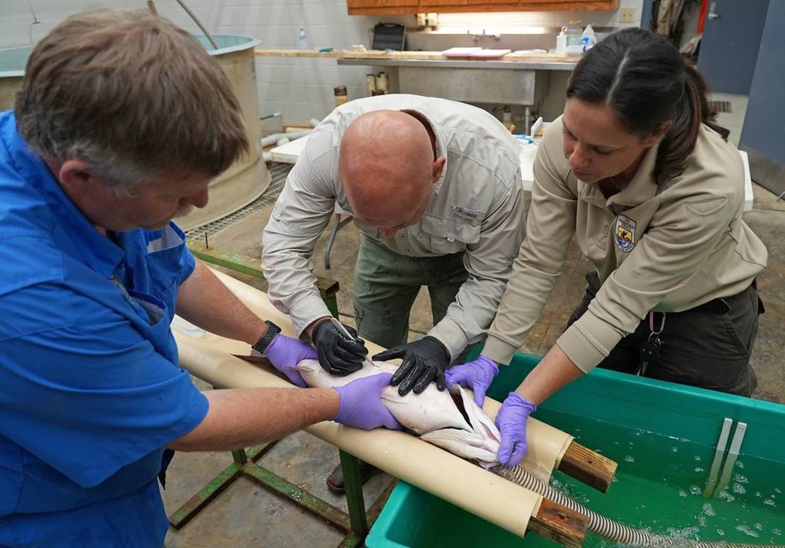 Incision being made into a Striped Bass
