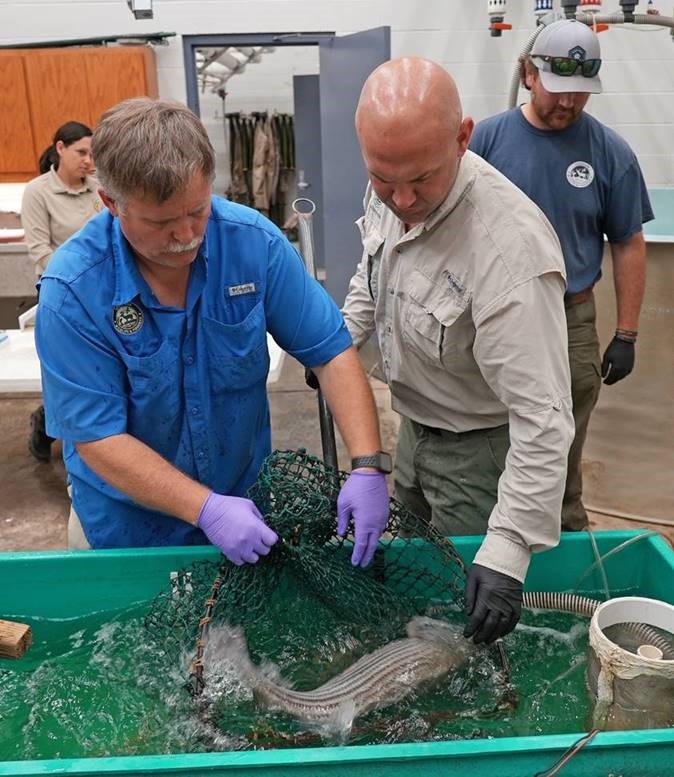 Striped Bass being placed into a tank of water with a sedative