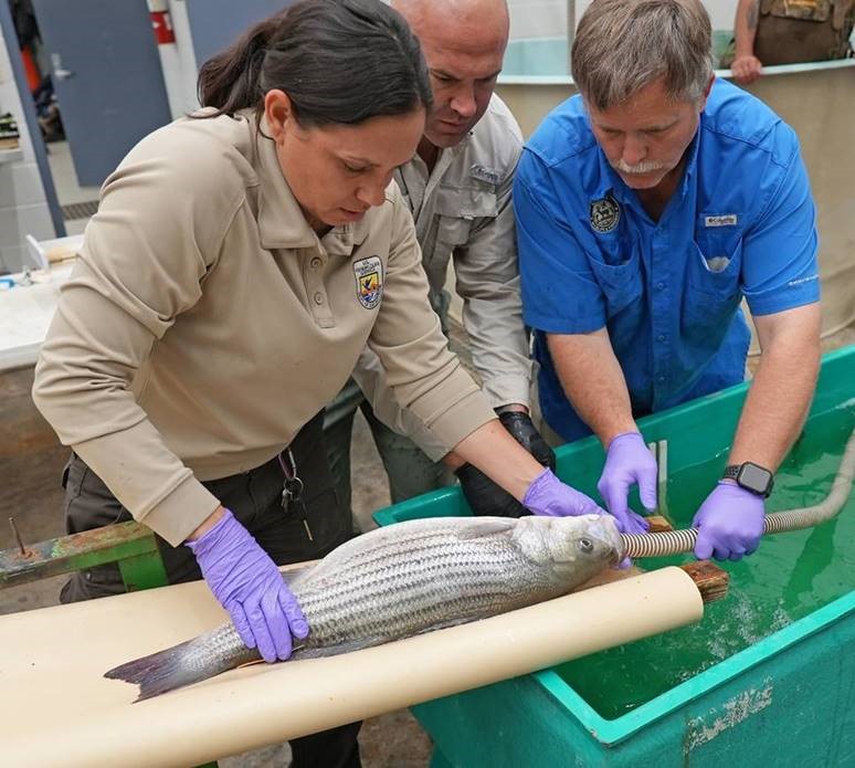 Striped Bass with a breathing tube prior to surgery