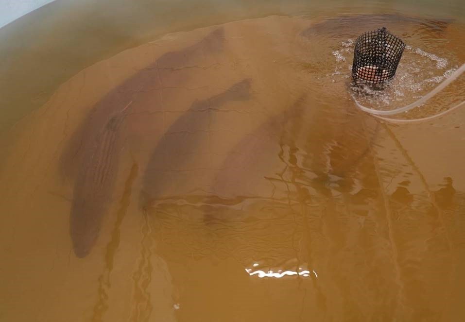 Striped Bass swimming in recovery tank
