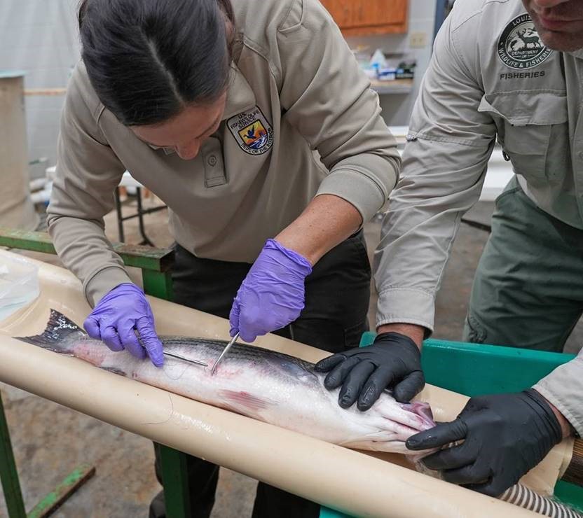 Staff sutures Striped Bass after surgery
