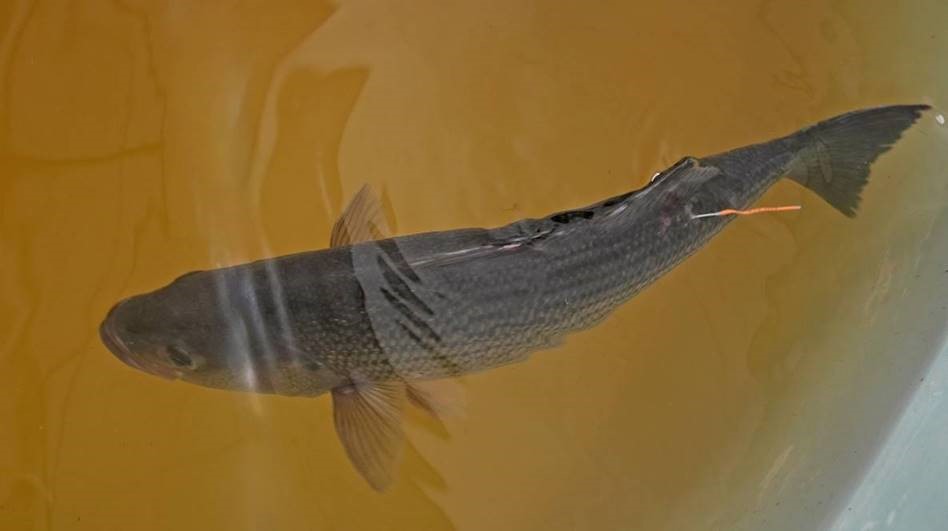 tagged striped basss