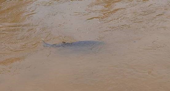 Tagged Striped Bass swims off