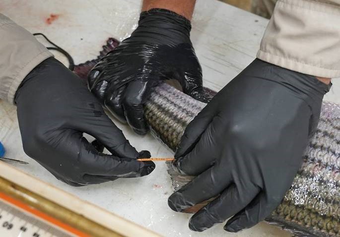 Recording the unique ID number from a Floy tag