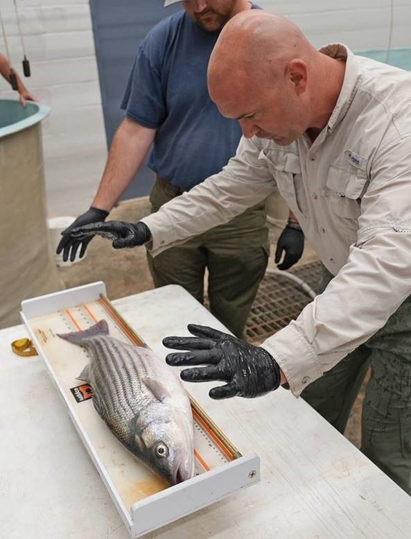Weighing and measuring a Striped bass