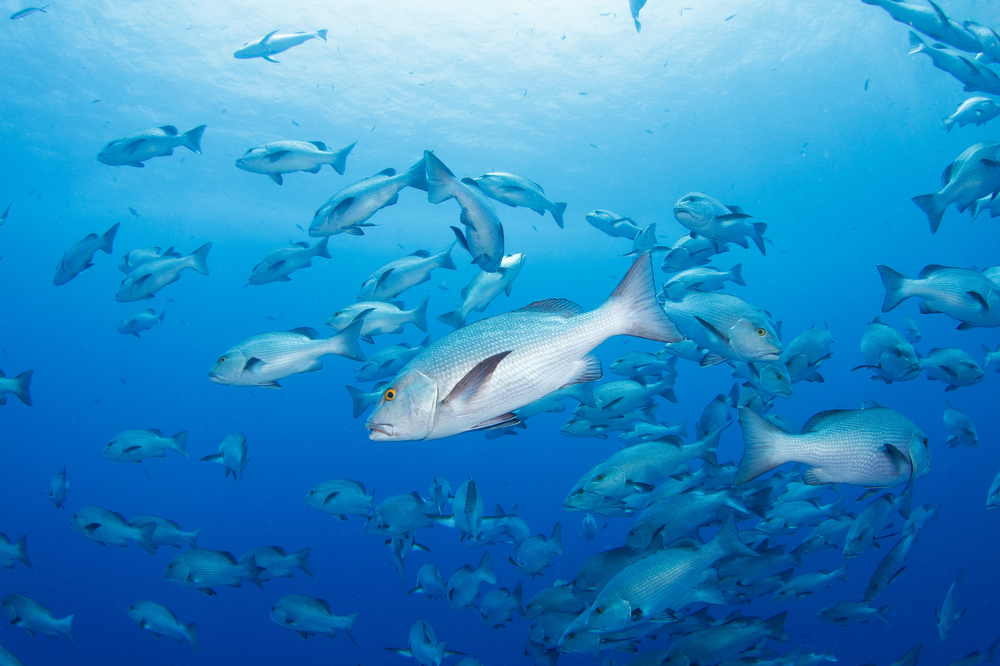 school of snapper under water