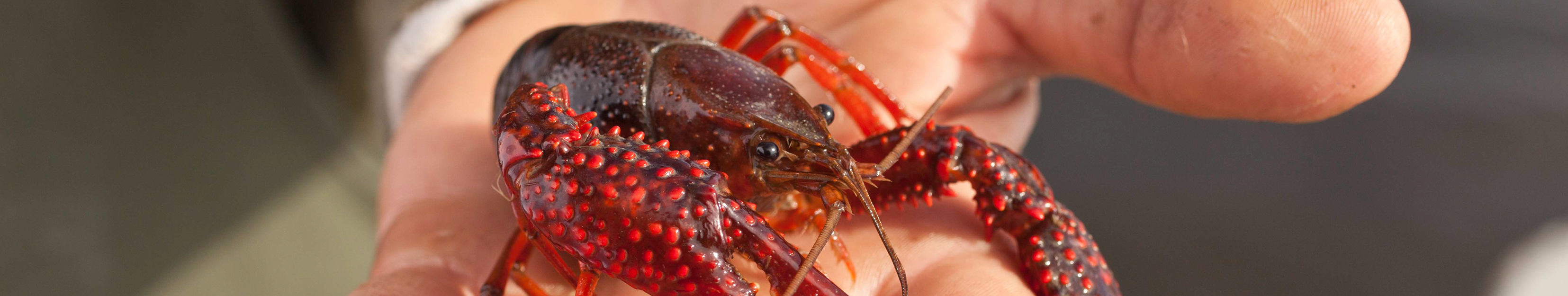 close up image of a crawfish