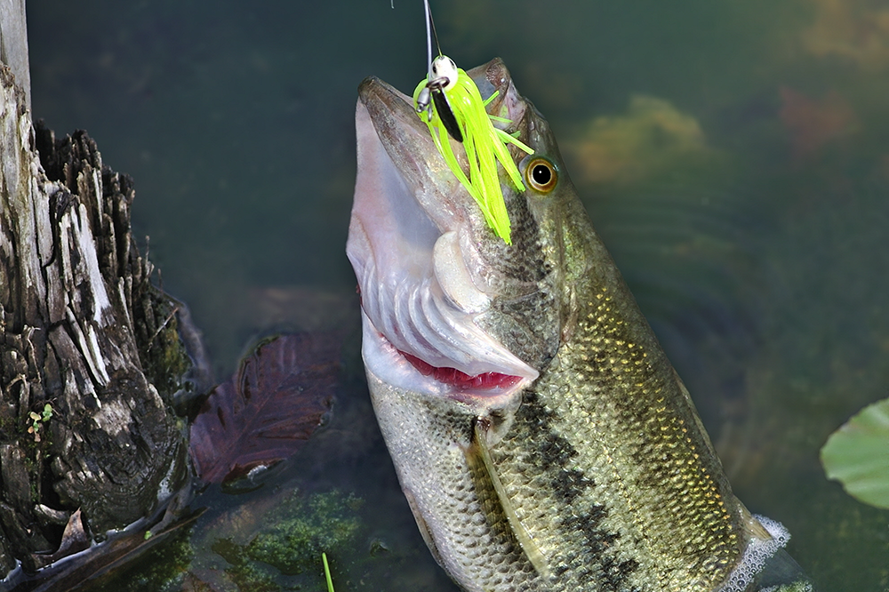 Largemouth Bass with lure in his mouth