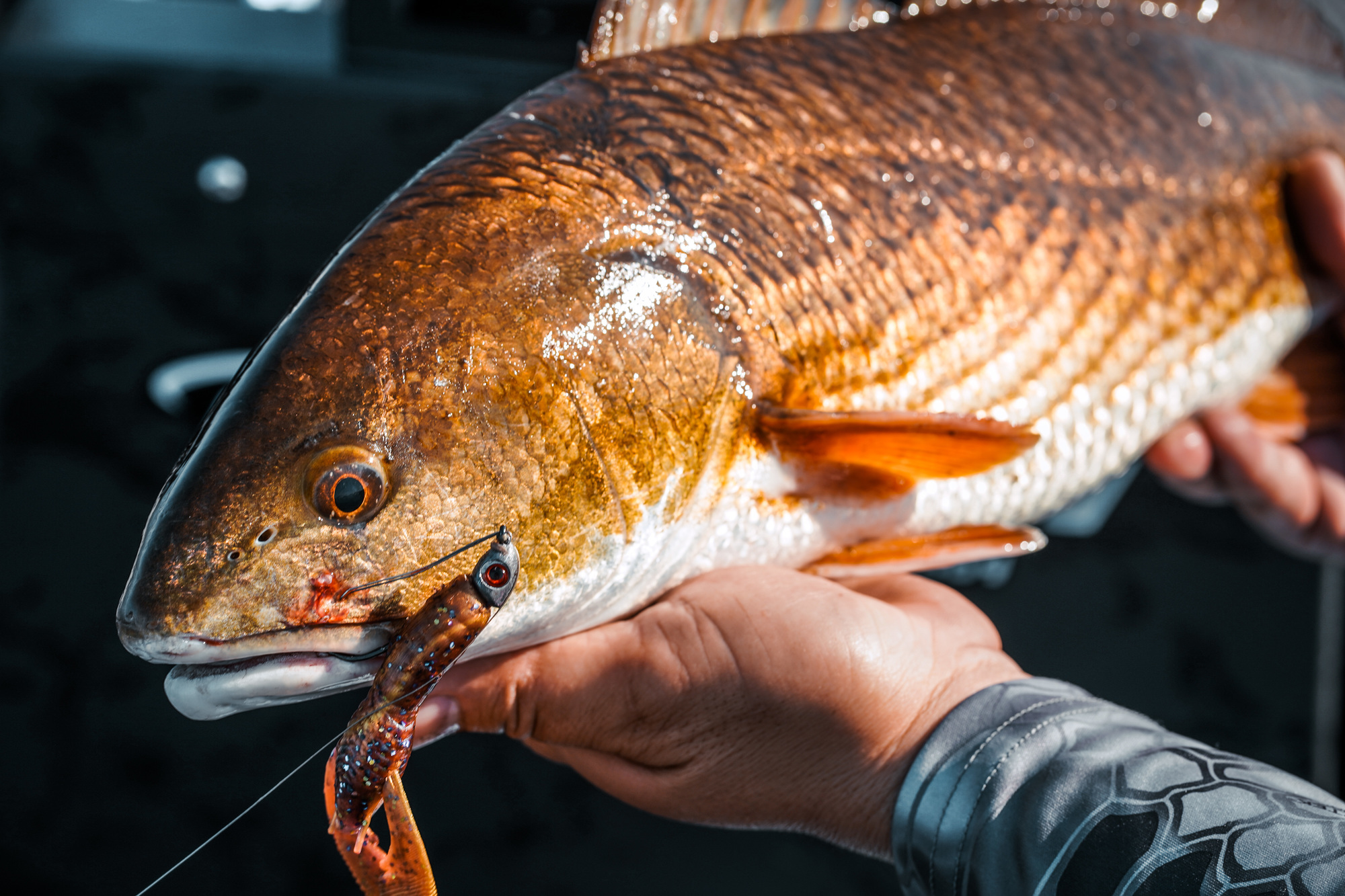 red drum with a lure in its mouth
