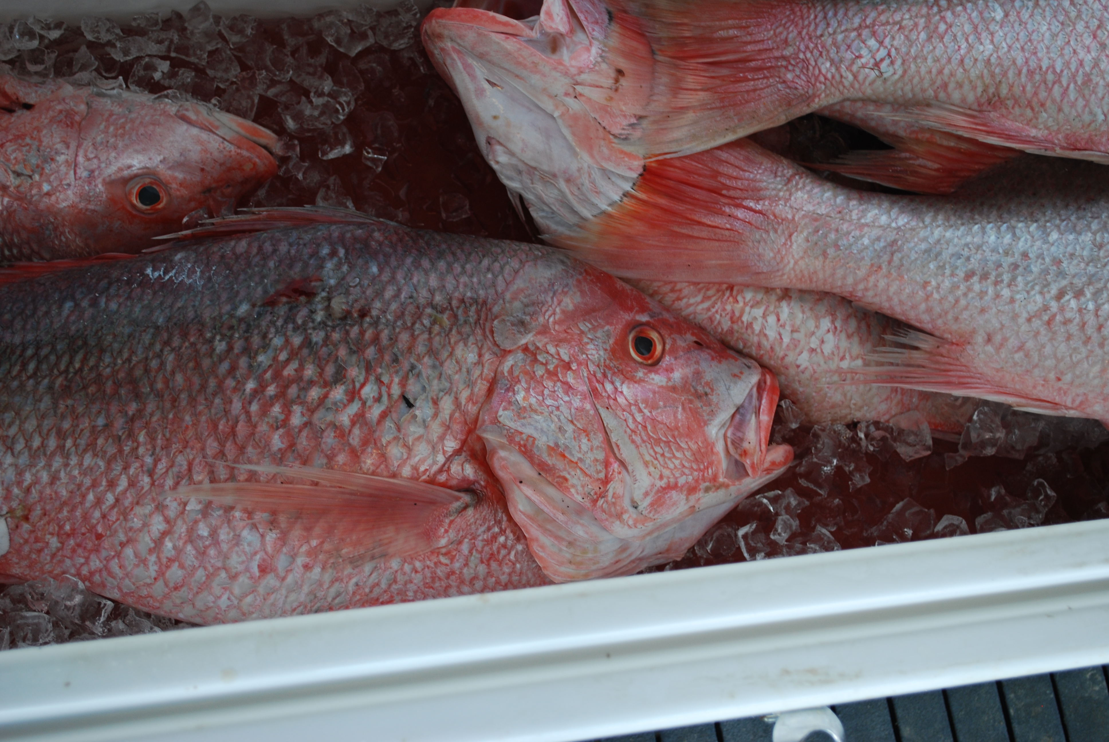 red snapper on ice in an ice chest