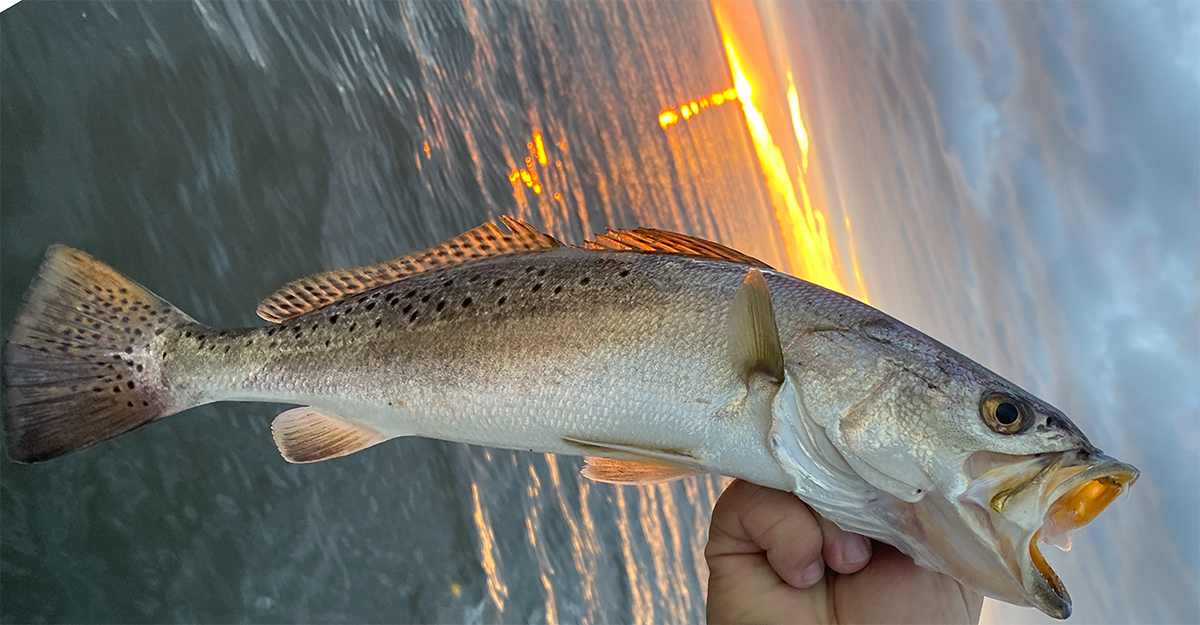 speckled trout with sunset in the background